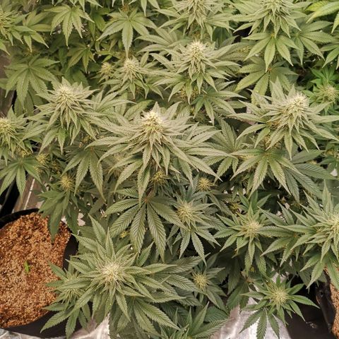 10th planet 2nd run growlog timeline photo
