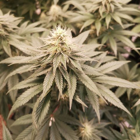 10th planet 2nd run growlog timeline photo