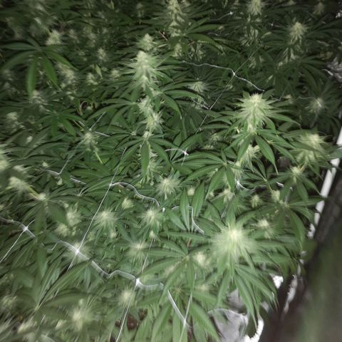 Critical pk growlog timeline photo