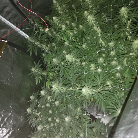Critical pk growlog timeline photo