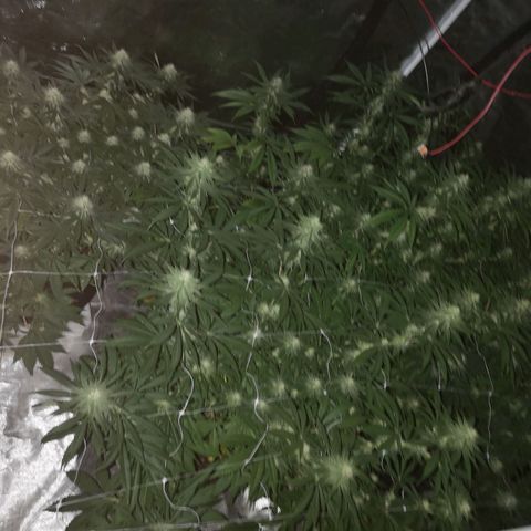 Critical pk growlog timeline photo