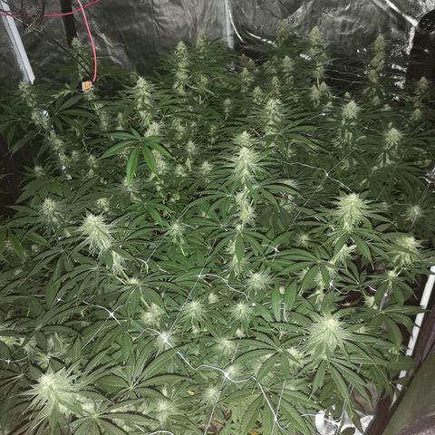 Critical pk growlog timeline photo