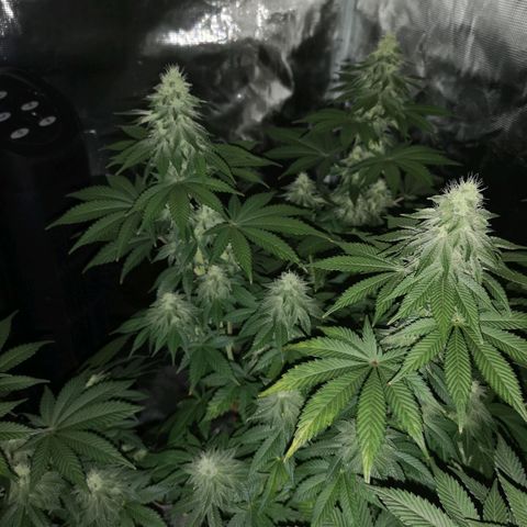 10th planet 2nd run growlog timeline photo