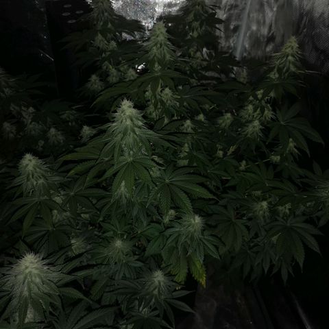 10th planet 2nd run growlog timeline photo