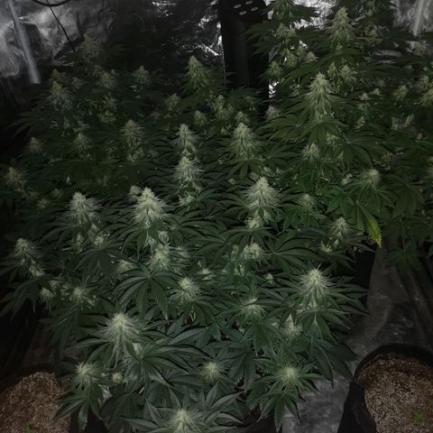 10th planet 2nd run growlog timeline photo
