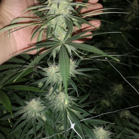 Critical pk growlog timeline photo