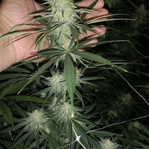 Critical pk growlog timeline photo