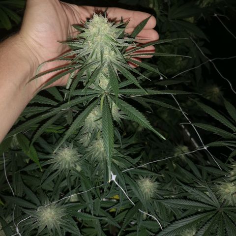 Critical pk growlog timeline photo