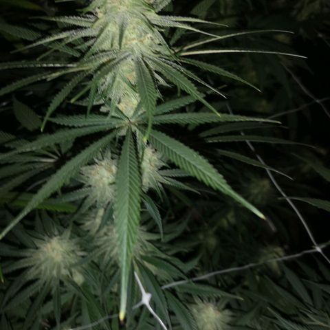 Critical pk growlog timeline photo