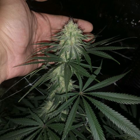 Critical pk growlog timeline photo