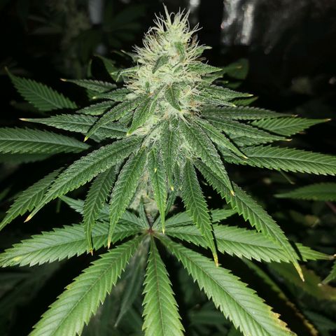 Cheezy poofs growlog timeline photo