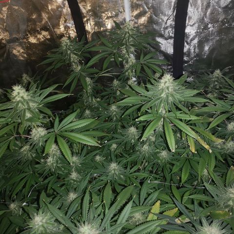Cheezy poofs growlog timeline photo