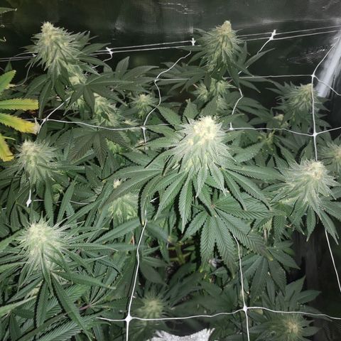 Cherry gar see ya growlog timeline photo