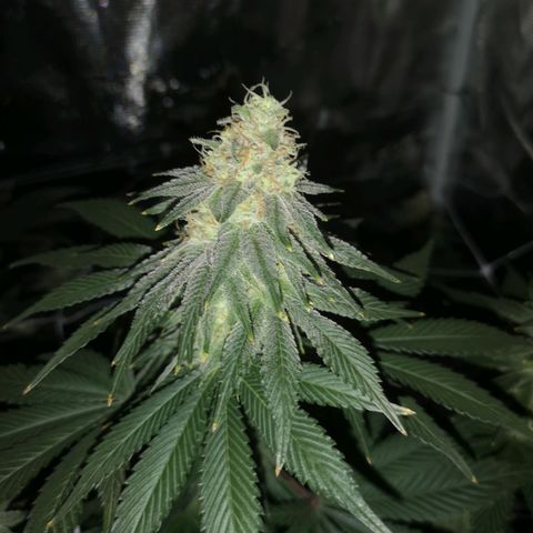 Cherry gar see ya growlog timeline photo