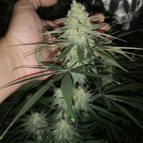 Critical pk growlog timeline photo