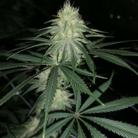 Critical pk growlog timeline photo