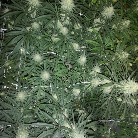 Critical pk growlog timeline photo