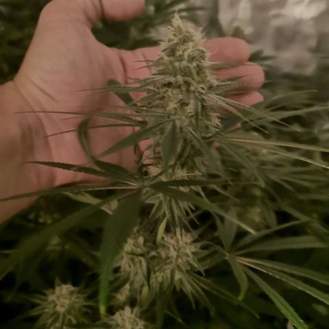 Critical pk growlog timeline photo