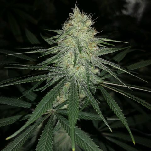 Critical pk growlog timeline photo