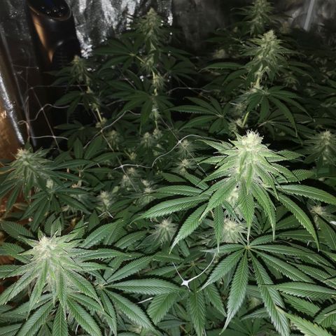 Runtz s1 growlog timeline photo