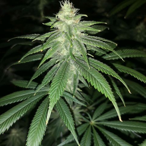 Runtz s1 growlog timeline photo