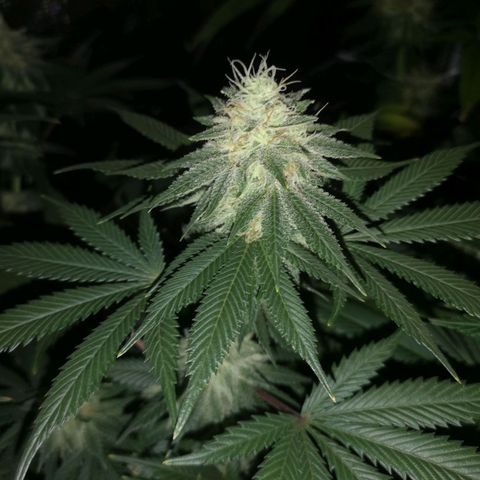 white wedding growlog timeline photo