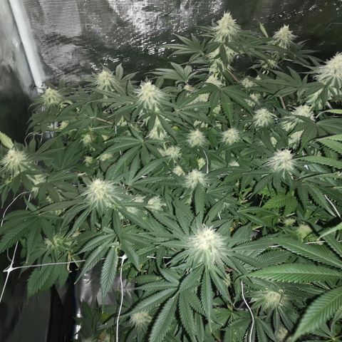 white wedding growlog timeline photo