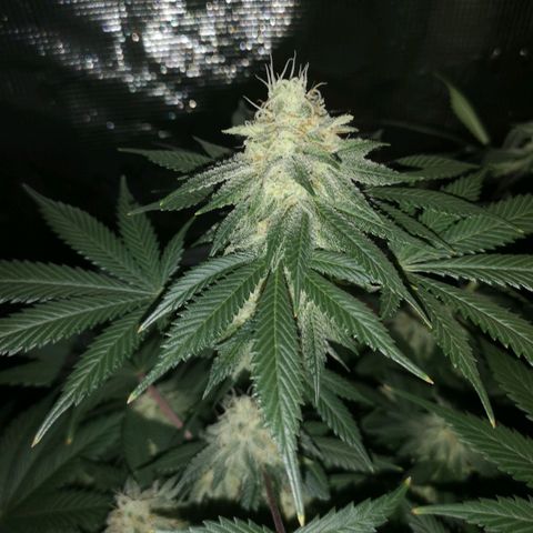 white wedding growlog timeline photo