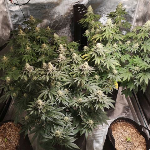 10th planet 2nd run growlog timeline photo