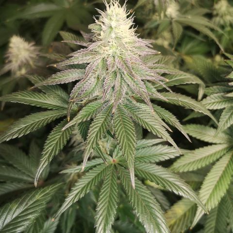 10th planet 2nd run growlog timeline photo