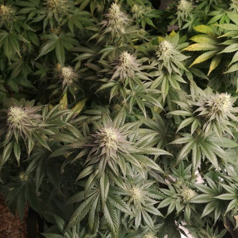 10th planet 2nd run growlog timeline photo