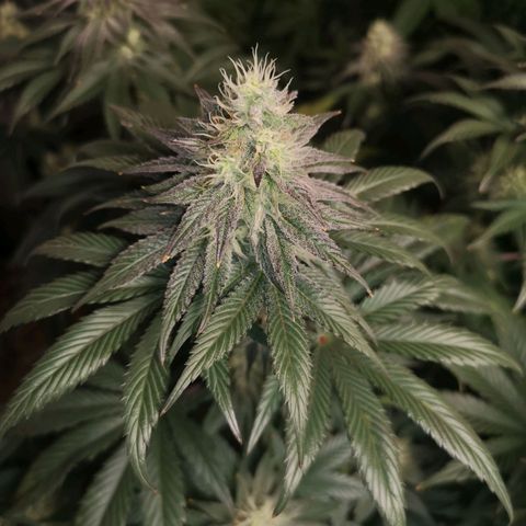 10th planet 2nd run growlog timeline photo