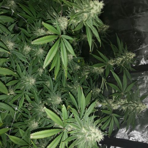 Cheezy poofs growlog timeline photo