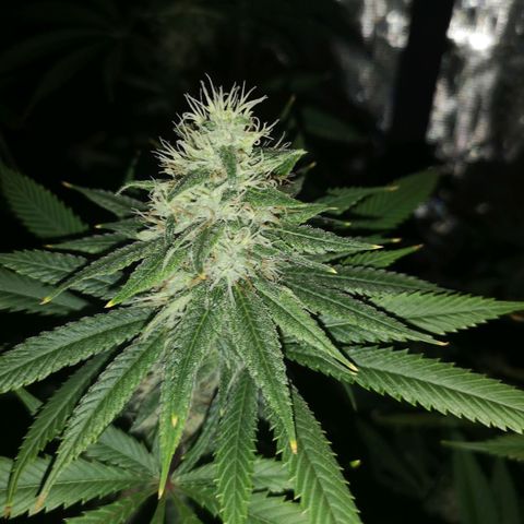 Cheezy poofs growlog timeline photo