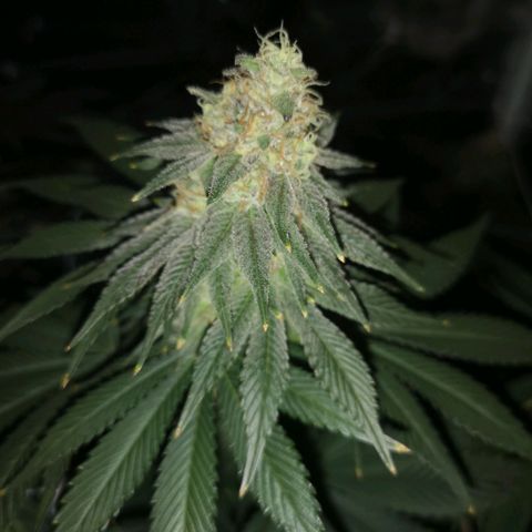 Cherry gar see ya growlog timeline photo