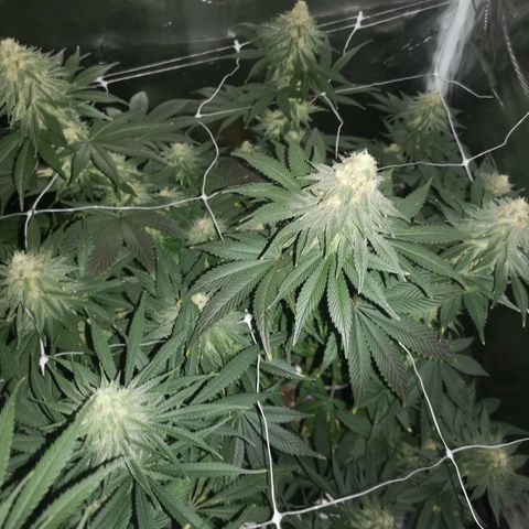 Cherry gar see ya growlog timeline photo