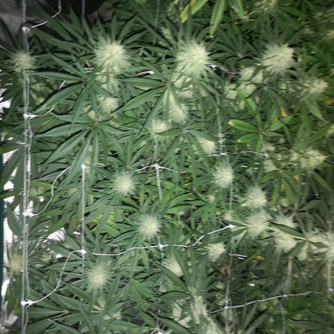 Critical pk growlog timeline photo