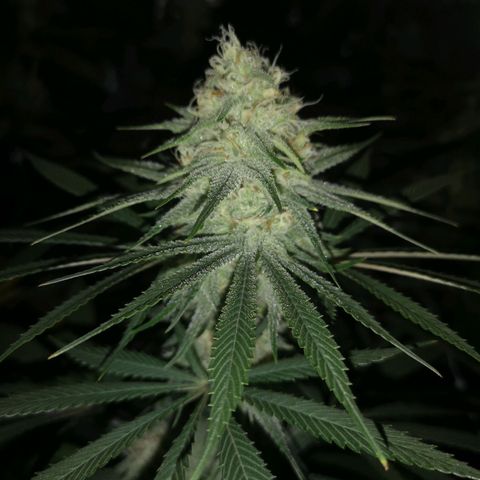 Critical pk growlog timeline photo