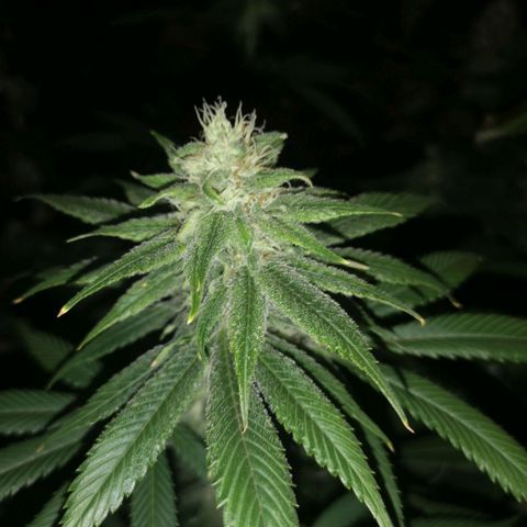 Runtz s1 growlog timeline photo