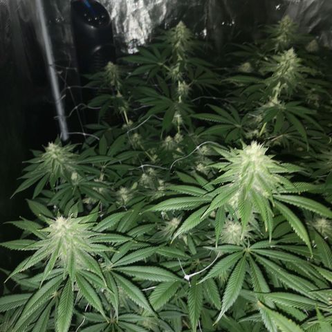 Runtz s1 growlog timeline photo