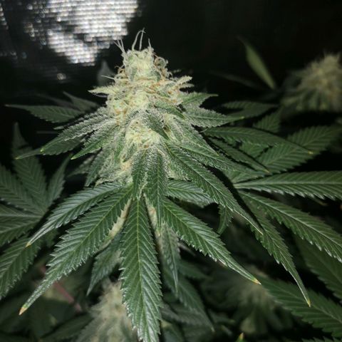 white wedding growlog timeline photo