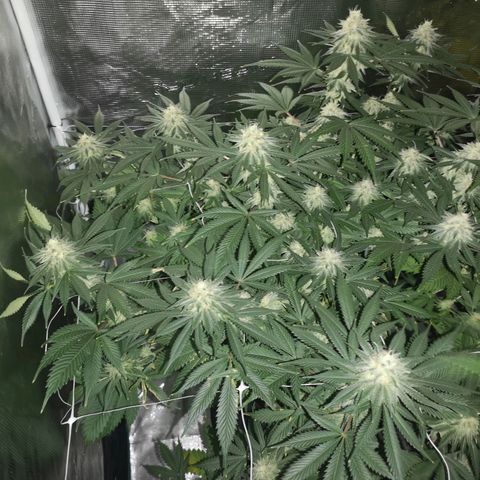white wedding growlog timeline photo