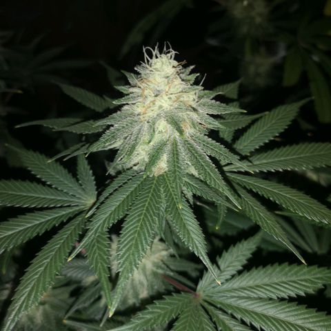 white wedding growlog timeline photo