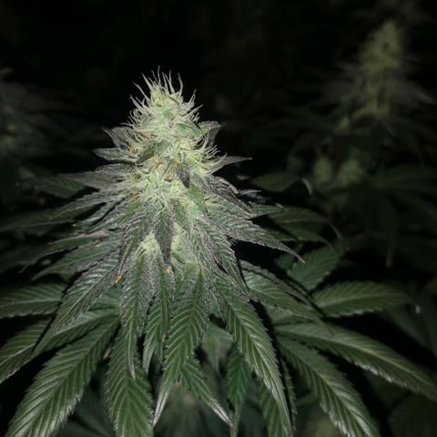 10th planet 2nd run growlog timeline photo
