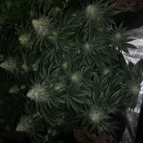 10th planet 2nd run growlog timeline photo