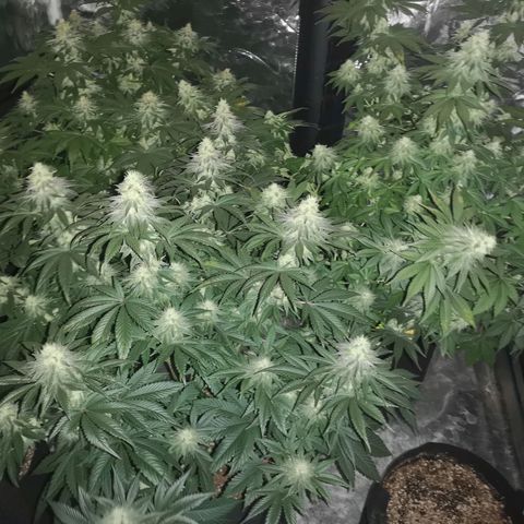 Cotton candy cookies growlog timeline photo