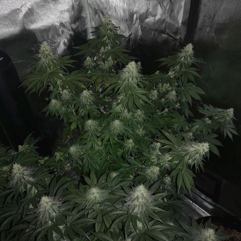 GMO cookies growlog timeline photo