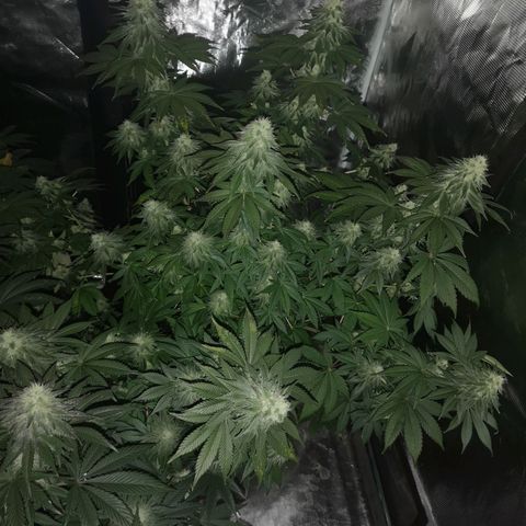 GMO cookies growlog timeline photo