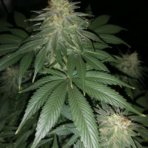 Cotton candy cookies growlog timeline photo