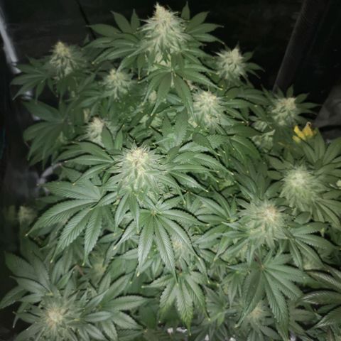 Cotton candy cookies growlog timeline photo